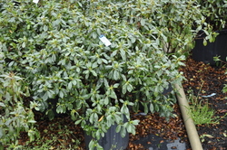 Azalea Mary Elizabeth — photo 2